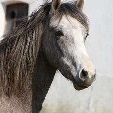 Anden særlig race Prins Fleur(Solgt og har ændret navn)