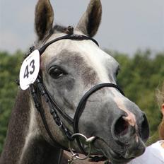 Welsh Partbred (Sec F) Rosengårdens Scarlett