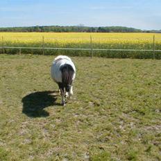 Shetlænder Harry** aflivet 6/3-09**