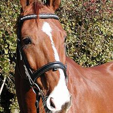 Dansk Varmblod Samurei