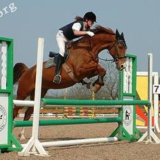 Dansk Varmblod Samurei