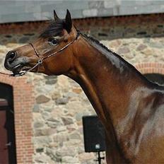 Arabisk fuldblod (OX) Victoria Lynn - SOLGT -
