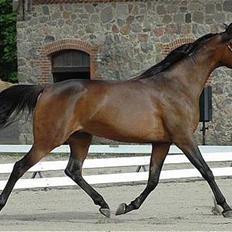 Arabisk fuldblod (OX) Victoria Lynn - SOLGT -
