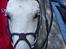 Anden særlig race Romeo (solgt) - Romeo <3