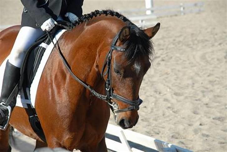 Anden særlig race Rudolph - tidligere part - Ruddi og mig tl stævne på Ballerup maj 2007 - billed taget af Charlotte billede 1