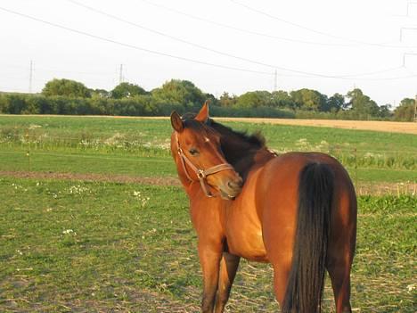 Anden særlig race Kit - sommer ponyen ;B billede 10