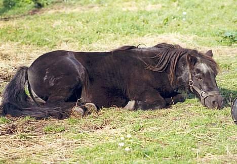 Shetlænder Tulle billede 10