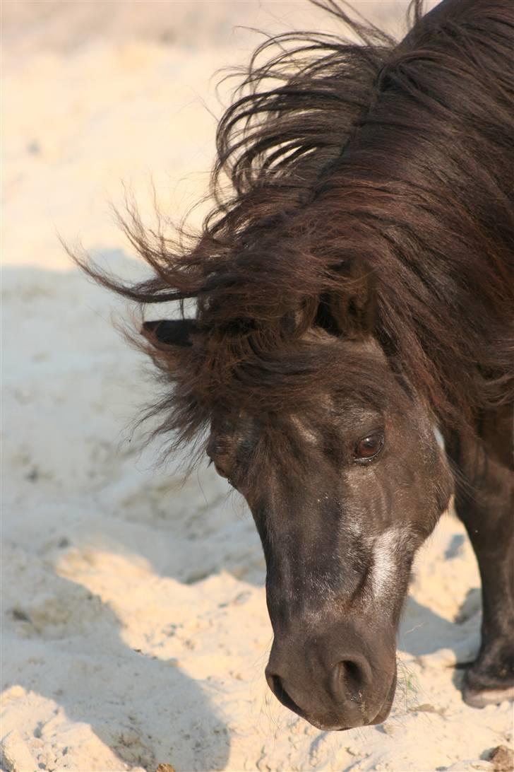 Shetlænder Tulle billede 11