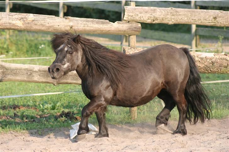 Shetlænder Tulle billede 12