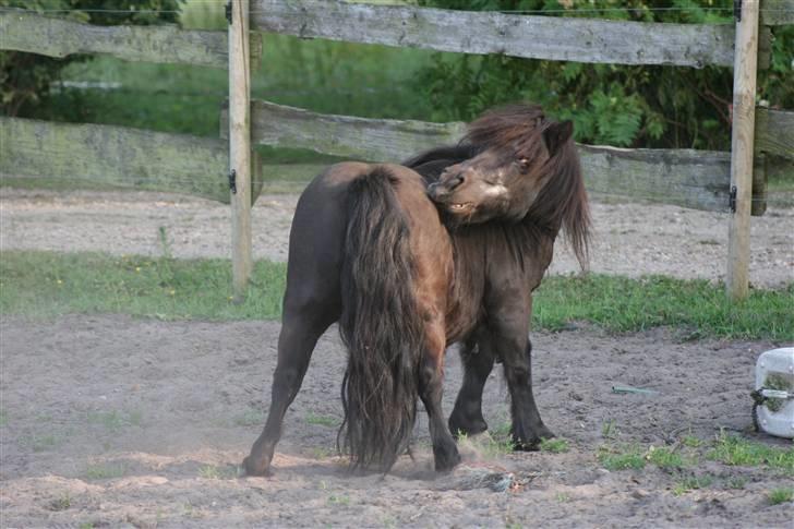 Shetlænder Tulle billede 13
