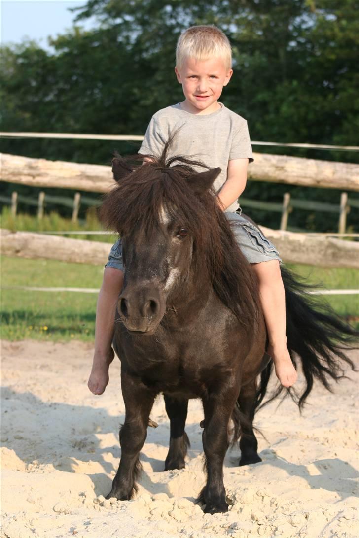 Shetlænder Tulle billede 14