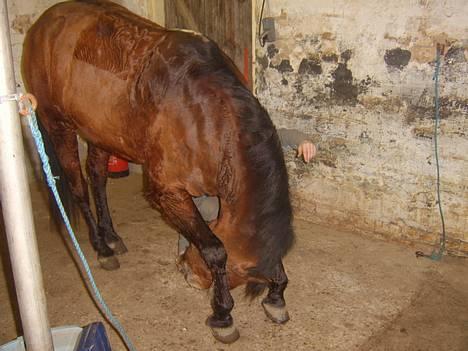Anden særlig race Kit - rygøvelser. =D elsker dig. billede 17