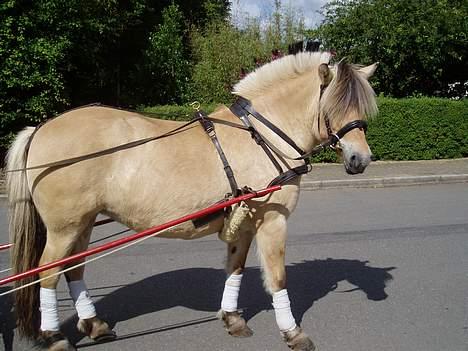 Fjordhest Tone Prinsesse Petersen billede 1