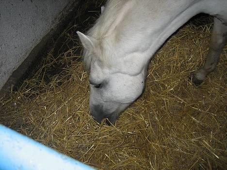 Anden særlig race Quickstep - 1| Velkommen(:  billede 1