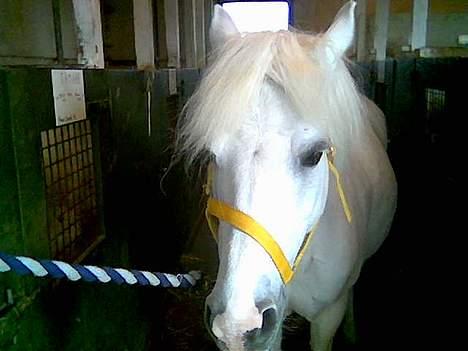 Anden særlig race Quickstep - 2| Quick på staldgang, da hun stod i galten.  billede 2