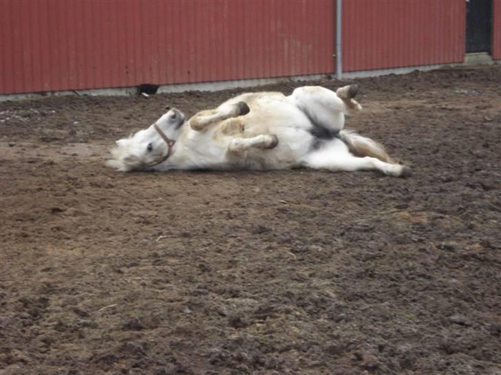 Anden særlig race Quickstep - 3| Hun gør sig lige lidt beskidt. d:  billede 3