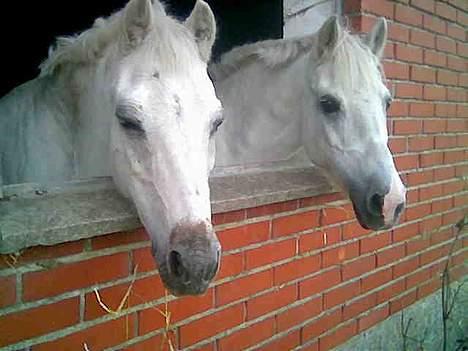 Anden særlig race Quickstep - 4| Cassiopeia forrest, quickstep bagerst. <3 billede 4