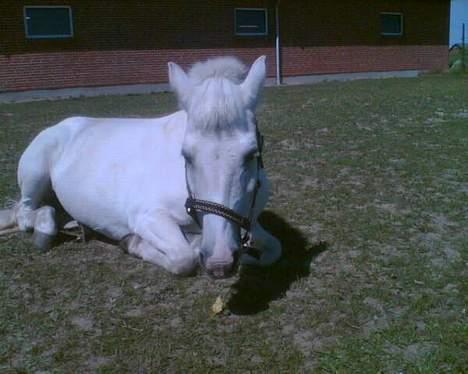 Anden særlig race Quickstep - 5| Vi tager lige en lur på marken :) billede 5