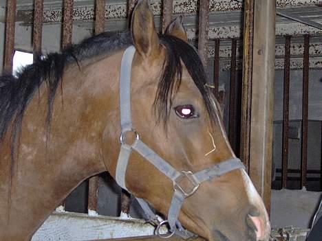 Arabisk fuldblod (OX) T.A. Wadir  - Walle da jeg lig havde fået ham.. :) billede 1