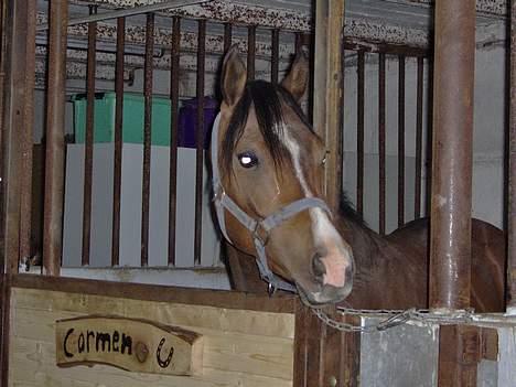 Arabisk fuldblod (OX) T.A. Wadir  - Og ham igen.. :) billede 2