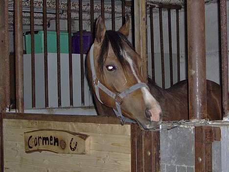 Arabisk fuldblod (OX) T.A. Wadir  - Ja har ikk andre billeder af ham, men jeg ska nok få taget fler og få her ind.. billede 3