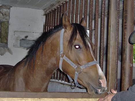 Arabisk fuldblod (OX) T.A. Wadir  - Han er da dejlig.. :) billede 4
