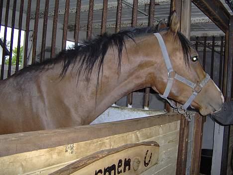 Arabisk fuldblod (OX) T.A. Wadir  - Igen Igen.. :) billede 5