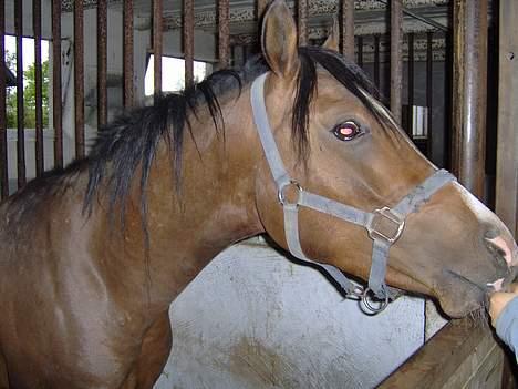 Arabisk fuldblod (OX) T.A. Wadir  - :) nussegøj.. :) billede 6