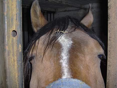 Arabisk fuldblod (OX) T.A. Wadir  - Hehe Walles mule... :) billede 7