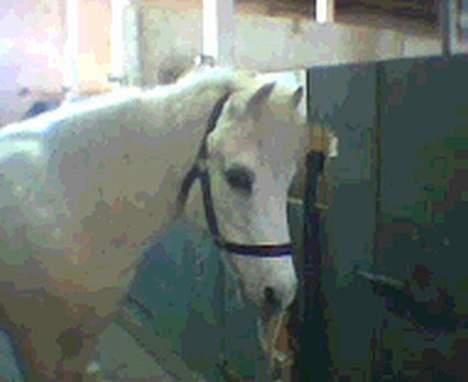 Anden særlig race Cassiopeia -Død /:  - velkommen til cassiopeia´s profil. <3 billede 1