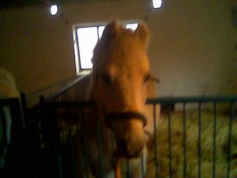 Anden særlig race Cassiopeia -Død /:  - prinsesse.  billede 2