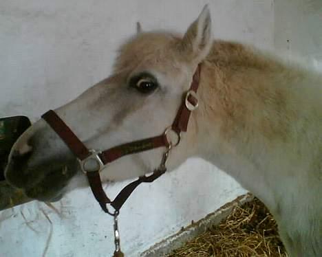 Anden særlig race Quickstep - 6|  billede 6