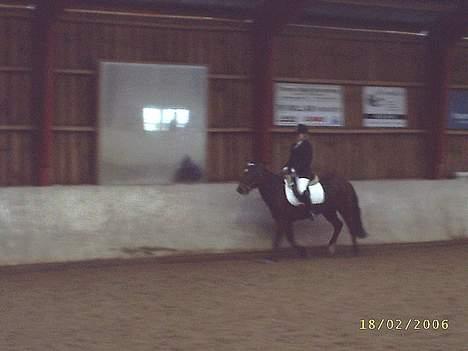 New Forest Henderson Sierra  billede 3