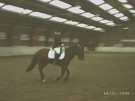 New Forest Henderson Sierra  billede 4