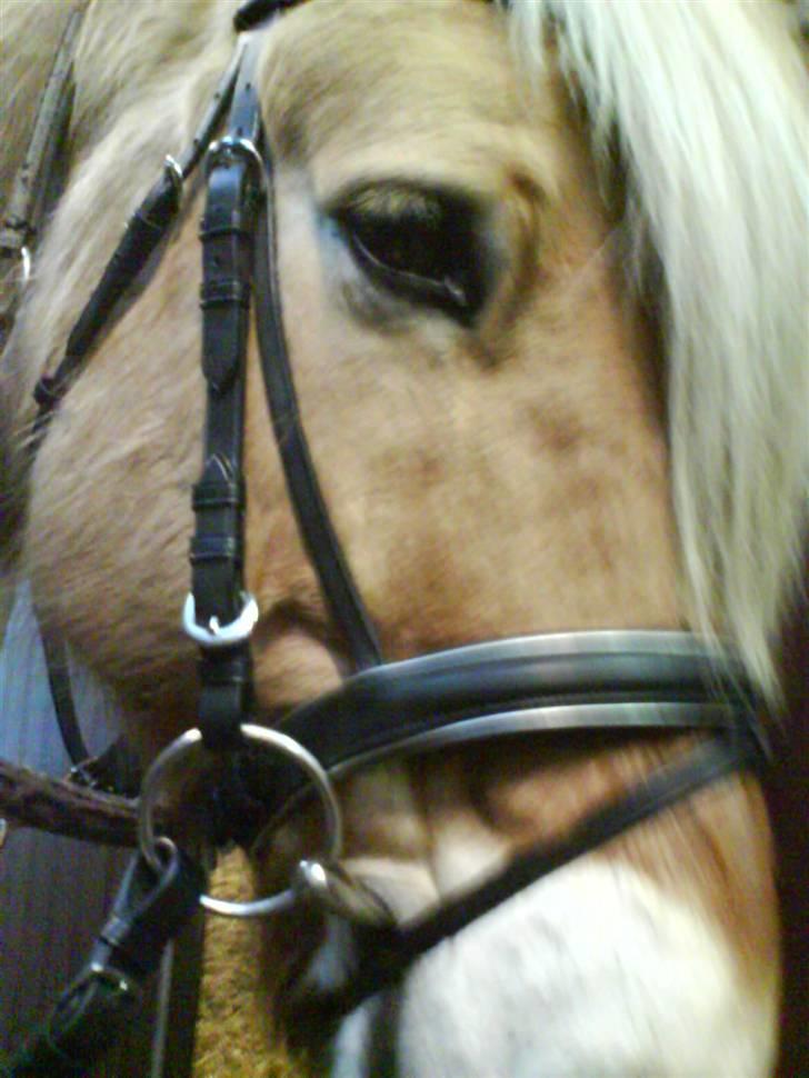 Fjordhest Lukas - Lukas med sit nye hovedtøj - Foto Gitte billede 9