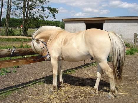 Fjordhest Lukas - Lukas ved bommen - Foto Mette billede 10