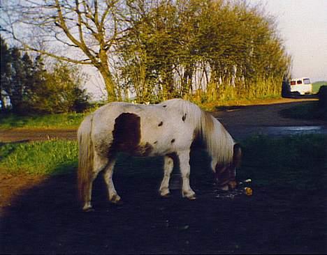 Anden særlig race Tronde (R.I.P.) - Tronde for ca 8 år siden. billede 9