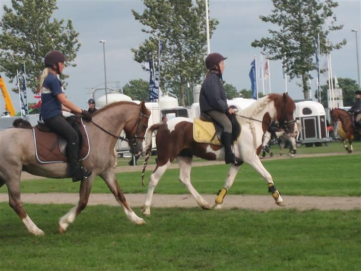 Welsh Cob (sec D) Hatting Kiss - Kiss og lille prins i Herning kvadriljen! :) (PIS hendes bagdel kom ikke med:p) billede 2