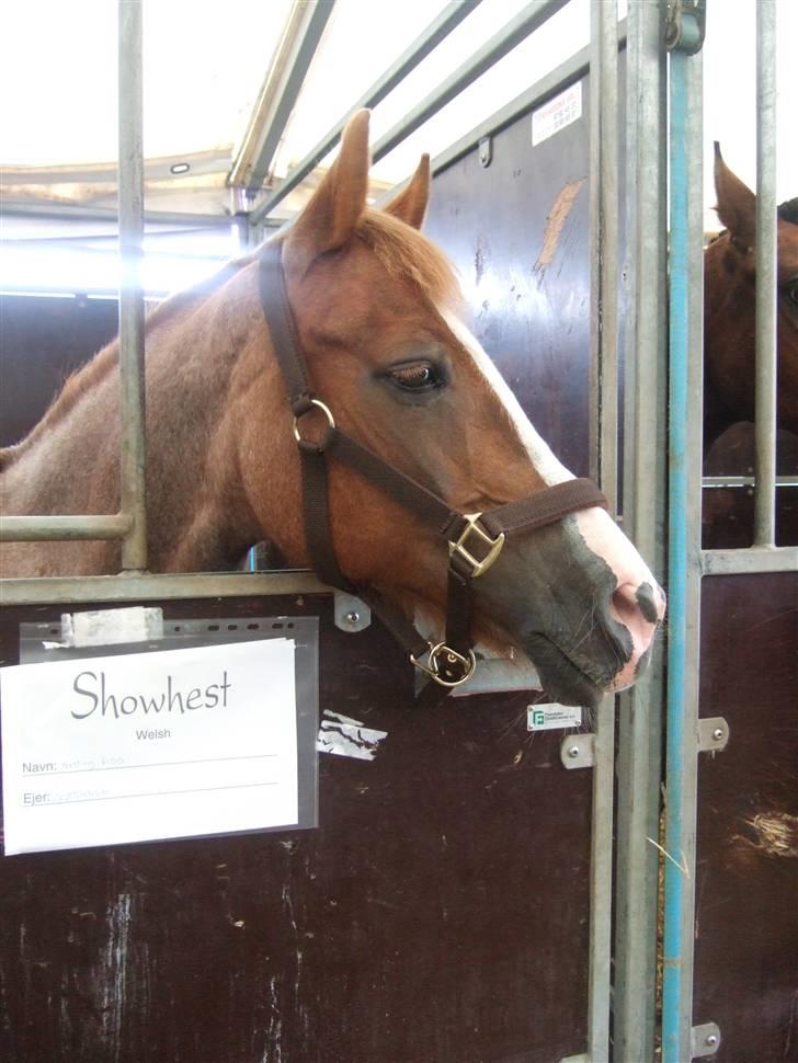 Welsh Cob (sec D) Hatting Kiss - Min skatte pige i sin show box i herning. <3 billede 3