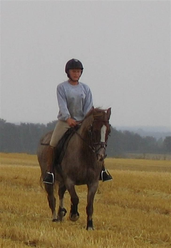 Welsh Cob (sec D) Hatting Kiss - Sommeren 2006 galop tur, er vildt spændt op. billede 4