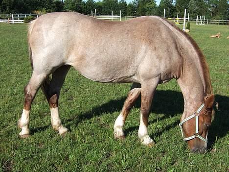 Welsh Cob (sec D) Hatting Kiss billede 6