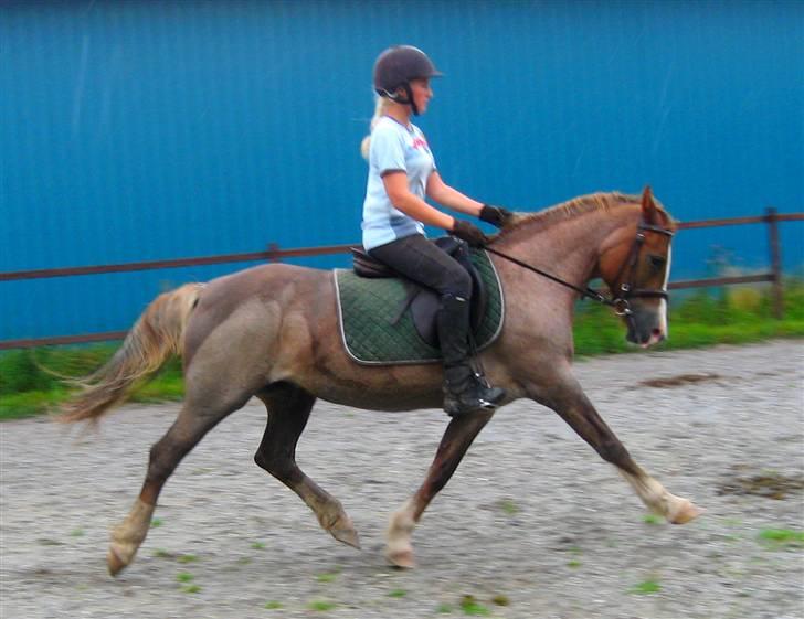 Welsh Cob (sec D) Hatting Kiss - Vi er eller jer er ved at lære fri trav:) Kiss kan godt. :) billede 7