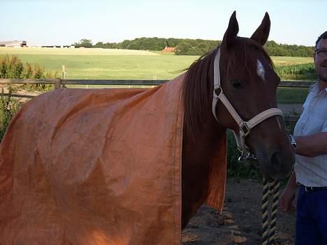 Arabisk fuldblod (OX) Splint billede 14