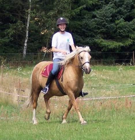 Welsh Pony (sec B) Meadows Sugar Pink - JA, undskyld. Fik lige et støre grineflip, sker tit når jeg rider på Sugar :-) billede 13