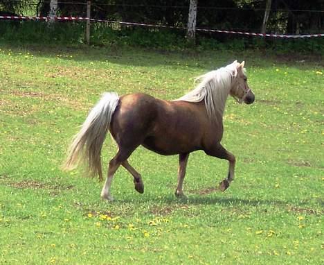 Welsh Pony (sec B) Meadows Sugar Pink - "HOV, hvad er det der er der ???? billede 14