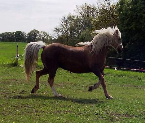 Welsh Pony (sec B) Meadows Sugar Pink - Så løbes der , så hold på.  billede 15