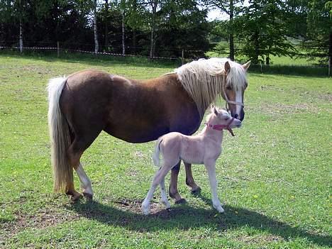 Welsh Pony (sec B) Meadows Sugar Pink - Sugar og hendes aller 1.  føle Sandgaardens Nougat billede 16