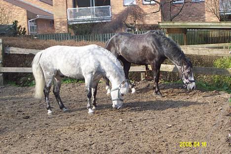 Anden særlig race Romeo (solgt) - Romeo og Stardust paa fold 2005 billede 3