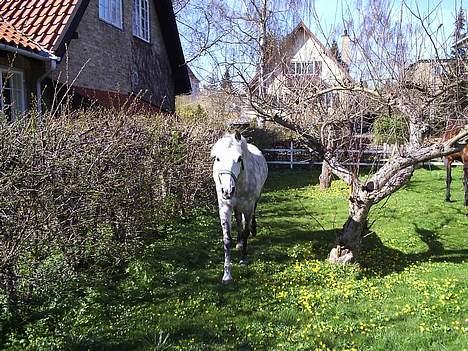 Anden særlig race Romeo (solgt) - nysgerrige Romeo er meget interesseret i kameraet!  billede 7