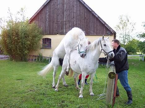 Connemara Skousboe Amazing Grace +  - Bedækning med Lærken Callaghan billede 14